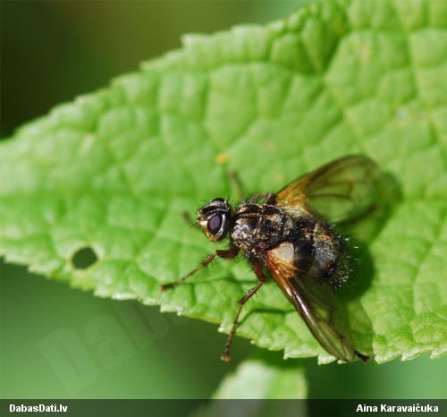 Kāpurmuša Tachinidae sp.