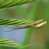 Slaidzirneklis Tetragnathidae sp.