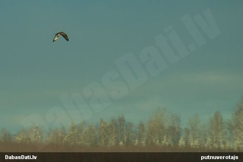 Bikšainais klijāns