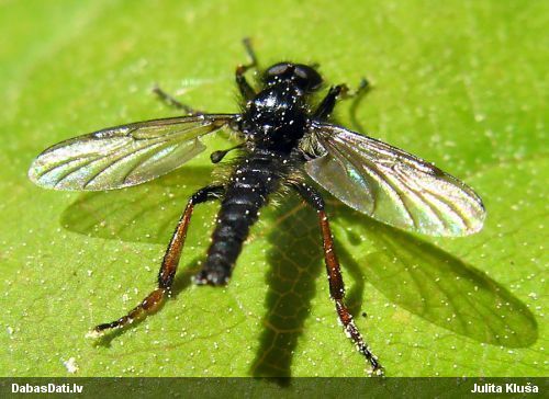 Resnkājods Bibionidae sp.