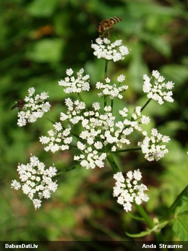 Čemurziedis Apiaceae sp.