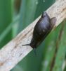 Dzintargliemezis Succinea sp.