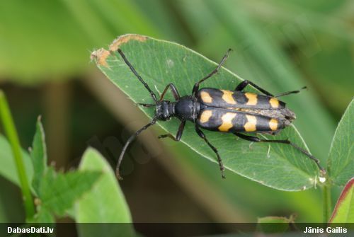 Koksngrauzis Strangalia quadrifasciata