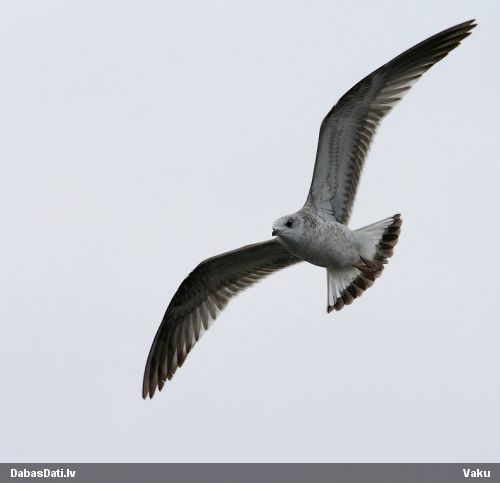 Sudrabkaija