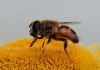 Ziedmuša Eristalis sp.