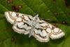 Zāļsvilnis Nymphula nitidulata