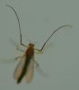 Trīsuļods Chironomidae sp