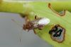 Blakts Rhopalus sp.