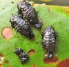 Lapgrauzis Galerucella nymphaeae