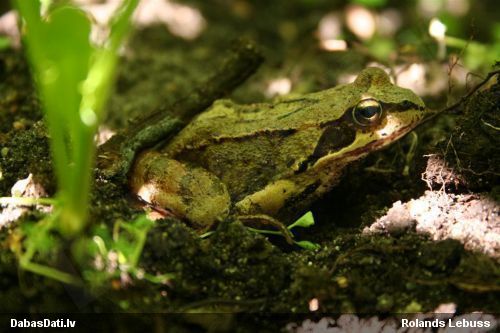 Zaļā / dīķa varde Pelophylax sp.