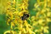 Kamene Bombus hortorum