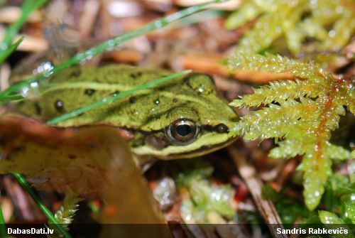 Zaļā / dīķa varde Pelophylax sp.
