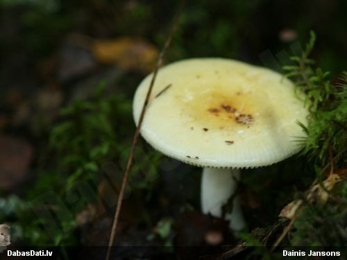 Bērzlape Russula sp.