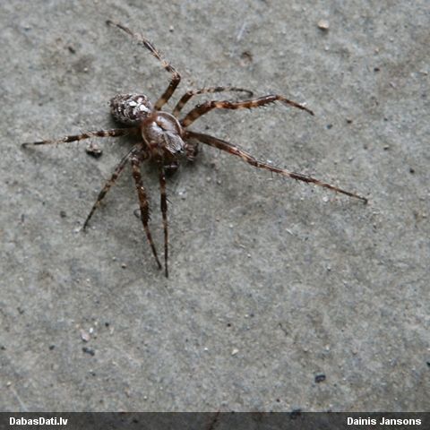 Krusta zirneklis Araneus diadematus