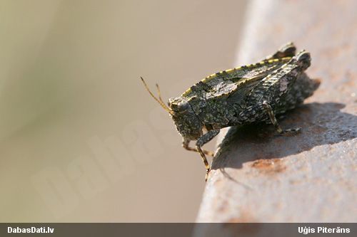 Sīksisenis Tetrix sp.