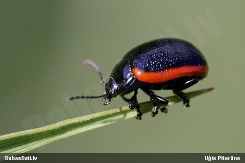 Lapgrauzis Chrysolina sanguinolenta