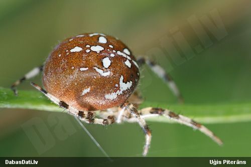Krusta zirneklis Araneus quadratus