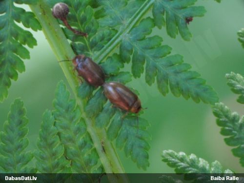 Dumbrainis Scirtidae sp.