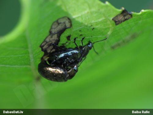 Lapgrauzis Phratora sp.