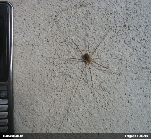 Māņzirneklis Opiliones sp.