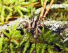 Vilkzirneklis Alopecosa sp.