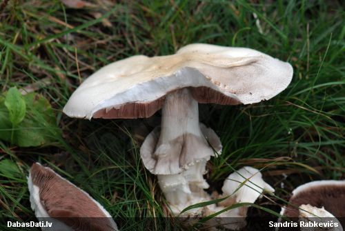 Atmatene Agaricus sp.