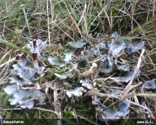 Kārpainā peltīgera