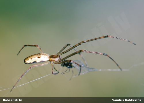 Slaidzirneklis Tetragnathidae sp.