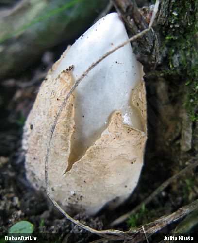 Ravenela mutīne