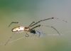 Slaidzirneklis Tetragnathidae sp.