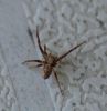 Krabjzirneklis Thomisidae sp.