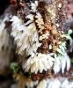 Sēne Mucronella calva
