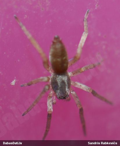Zemeszirneklis Gnaphosidae sp.