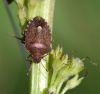 Vairogblakts Holcostethus strictus