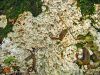 Apaļpore Oxyporus sp.