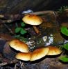 Zvīņene Pholiota sp.