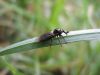 Dižods Dilophus sp.