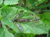 Krastods Ptychopteridae sp.