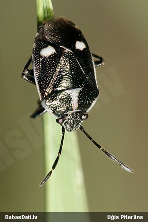 Krustziežu vairogblakts Eurydema oleracea