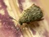 Sēklgrauzis Acanthoscelides obtectus