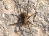 Vilkzirneklis Lycosidae sp.