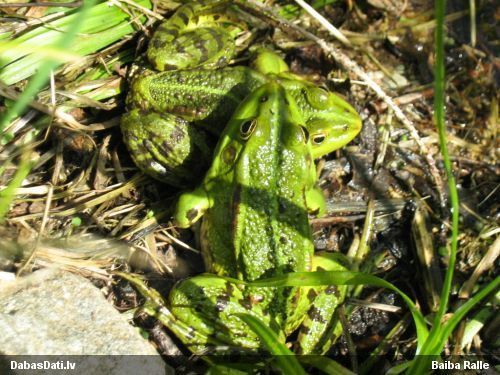 Zaļā / dīķa varde Pelophylax sp.