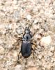 Skrejvabole Carabidae sp.