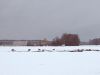Stirna