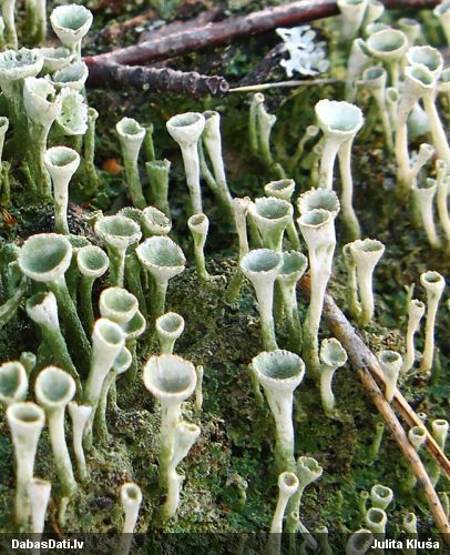 Kladonija Cladoniaceae sp.