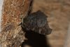 Acainais raibenis