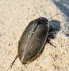 Airvabole Colymbetes striatus