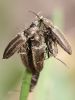 Sprakšķis Cidnopus aeruginosus