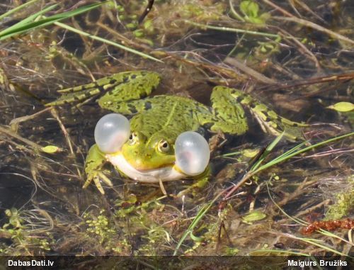 Zaļā / dīķa varde Pelophylax sp.