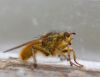 Mēslmuša Scatophaga sp.